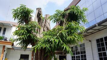 Large trees were cut for safety because the tree trunks were starting to become brittle photo