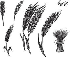 Spikelet, illustration. Vintage graphics and handwork. Drawing with an ink pen and pencil. The A spikelet of wheat, rye. Spikelets and grains, a sheaf of ears. A collection of farm products. vector