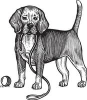 Beagle, a dog with a ball, illustration. Vintage graphics and handwork. The dog stands near the ball and holds a leash in its mouth, wants to play with it. Collection of pets. vector