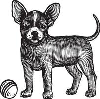 Chihuahua, a dog with a ball, illustration. Vintage graphics and handwork. The dog stands near the ball and wants to play with it. Collection of pets. vector