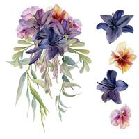 Hand drawn watercolor illustration boho botanical flowers leaves. Dark lily clivia amaryllis, pansy viola, willow eucalyptus, locust. Bride bouquet isolated on white. Wedding suite, love cards, shop vector