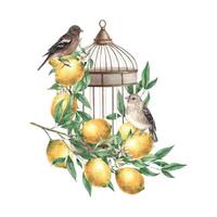 Branch with lemons and leaves, realistic birds and copper vintage cage. Isolated watercolor illustration in vintage style. Composition for interior, cards, wedding design, invitations, textiles. vector