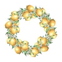 Wreath of yellow lemon fruits with green leaves and branches. Isolated watercolor illustration in realistic style. Handmade composition for design of cards, wedding design, invitations, textiles. vector
