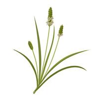 illustration, Plantago ovata, also known as ispaghula dan psyllium, isolated on white background. vector