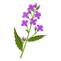 illustration, Dame's Rocket Flower, also called Dames Violet, Sweet Rocket, scientific name Hesperis matronalis, isolated on white background. vector