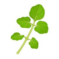 illustration, Watercress or yellowcress, scientific name Nasturtium officinale, isolated on white background. vector