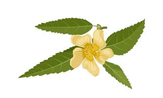 illustration, Sida rhombifolia, commonly known as arrowleaf sida, isolated on white background. vector