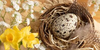 Easter card. Nest with quail egg, straw, feathers, yellow narcissuses, white gypsophila on wood. photo