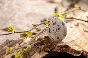 Quail egg standing on old driftwood, twigs with spring leaves around. Creative organic Easter card photo