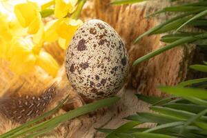 Quail egg on old rotten tree driftwood with fresh green grass and yellow narcissus flowers. Easter. photo