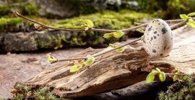 Quail egg standing on driftwood, twigs with spring leaves around it on forest ground with green moss photo