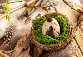 Quail egg in nest with green moss, twigs with spring leaves, feathers on old driftwood. Easter card. photo