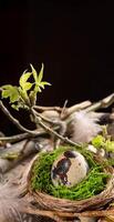 Easter card. Quail egg in nest, moss, wands, twigs with spring leaves, feathers. Black copy space. photo