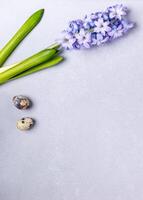 Minimal Easter card. Purple jacinth flower with two quail eggs on light gray. Top view. Copy space. photo