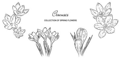 Crocus spring flower sketch set in a doodle style hand-drawn. botanical templates with a transparent background or on a white backdrop for anti-stress coloring book, invitations and print. vector