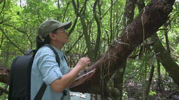 asiatico donna ecosistema ricercatore Lavorando su digitale tavoletta mentre osservando il natura di impianti in crescita nel mangrovia foresta. biodiversità nel tropicale foresta pluviale. ambientale conservazione. video