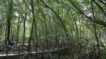 cenário do denso mangue floresta parque com fêmea mochileiro caminhando em a ponte debaixo luz solar. de Meio Ambiente conservação. ao ar livre perseguir. só viagem. video