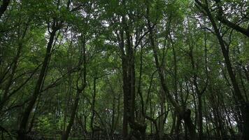 comovente frente dentro exuberante folhagem denso mangue árvores dentro a tarde. a silêncio do a floresta. ao ar livre natureza fundo. lento movimento. video