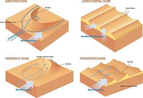 types of dune cross section diagram illustration vector