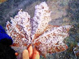 Digital watercolor style of a hand holding a leaf covered in snow crystals photo