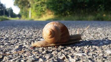 A snail in the middle of the street photo