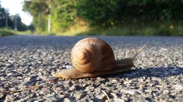 un caracol en el medio de el calle foto