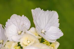 a soft flower blossom in a nature garden photo