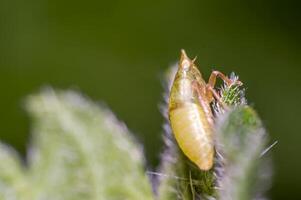 yellow cicada on green nettle leaf in the beautiful nature photo