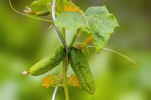 un Fresco verde Pepino en un planta en el estacional jardín foto