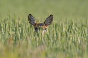 one beautiful roe deer doe stands in a green wheat field in summer photo