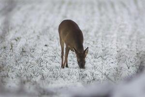 uno adulto hueva ciervo gama soportes en un congelado campo en invierno foto