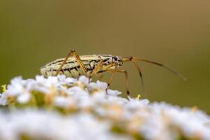 a Small beetle insect on a plant in the meadow photo