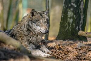 Gray wolf chill and hides in the green leaves forest photo