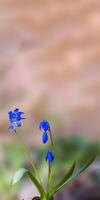 a soft flower blossom in a nature garden photo