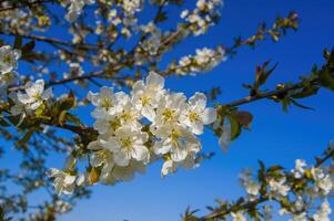 un rama con blanco Cereza florecer brotes foto