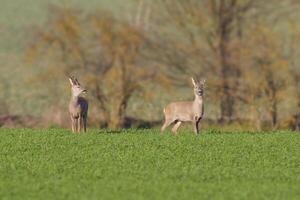 a group of deer in a field in spring photo