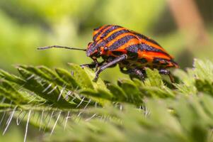 red black striped bug on blade of grass photo