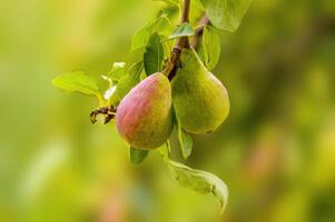 a delicious juicy pear on a tree in the seasonal garden photo