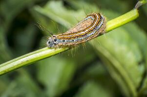 small colorful caterpillar on green leaf in blooming nature photo