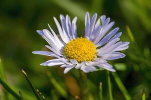 a soft flower blossom in a nature garden photo