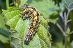 yellow black striped caterpillar at green season meadow photo