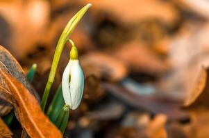 Early bloomers in the spring garden photo