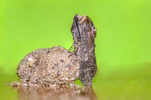 un pequeño mariposa insecto en un planta en el prado foto