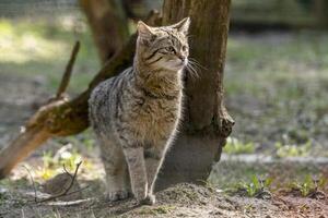 wild cat in the green season leaf forest photo