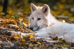 un blanco ártico polar lobo foto