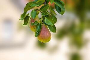 un delicioso jugoso Pera en un árbol en el estacional jardín foto