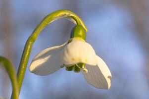 snow drop flower in my season garden photo