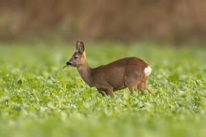 one young roebuck stands on a green field in spring photo