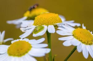 a Small beetle insect on a plant in the meadow photo