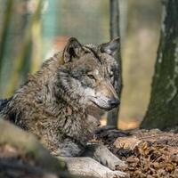 Gray wolf chill and hides in the green leaves forest photo
